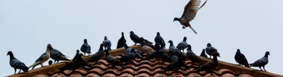 Controle de Pombos em São bernardo do campo 24 HORAS